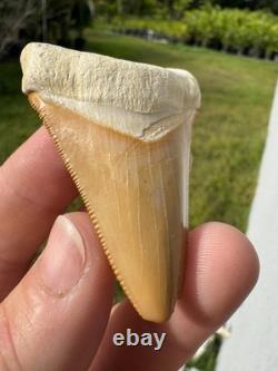 Radioactive Yellow Orange Bone Valley Self Bitten Megalodon Meg Shark Tooth 2.74