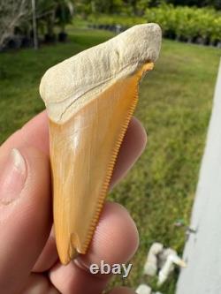 Radioactive Yellow Orange Bone Valley Self Bitten Megalodon Meg Shark Tooth 2.74