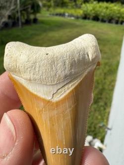 Radioactive Yellow Orange Bone Valley Self Bitten Megalodon Meg Shark Tooth 2.74