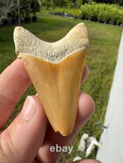 Radioactive Yellow Orange Bone Valley Self Bitten Megalodon Meg Shark Tooth 2.74