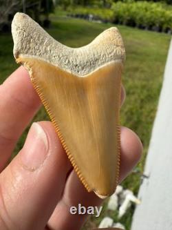 Radioactive Yellow Orange Bone Valley Self Bitten Megalodon Meg Shark Tooth 2.74