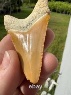 Radioactive Yellow Orange Bone Valley Self Bitten Megalodon Meg Shark Tooth 2.74