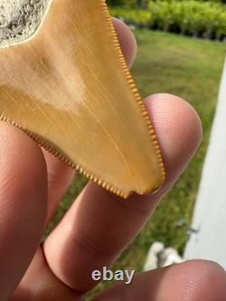 Radioactive Yellow Orange Bone Valley Self Bitten Megalodon Meg Shark Tooth 2.74