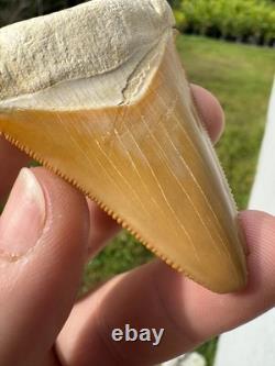 Radioactive Yellow Orange Bone Valley Self Bitten Megalodon Meg Shark Tooth 2.74