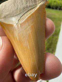 Radioactive Yellow Orange Bone Valley Self Bitten Megalodon Meg Shark Tooth 2.74