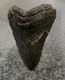 Rare 578 Megalodon Shark Tooth Released For Public Sale For First G2u