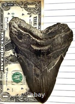 Rare 578 Megalodon Shark Tooth Released for Public Sale for First G2U