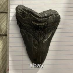 Rare 578 Megalodon Shark Tooth Released for Public Sale for First G2U