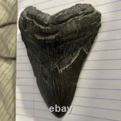 Rare 578 Megalodon Shark Tooth Released for Public Sale for First G2U