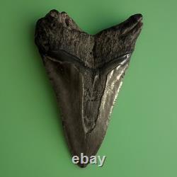 Rare 578 Megalodon Shark Tooth Released for Public Sale for First G2U
