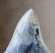 Rare Blue Serrated 3.11 Megalodon Shark Tooth Fossil, No Restoration, No Repair
