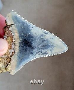 Rare BLUE Serrated 3.11 Megalodon Shark Tooth Fossil, NO RESTORATION, NO REPAIR