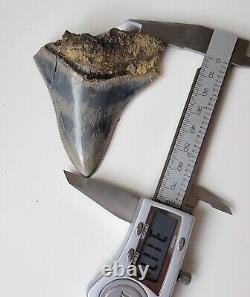 Rare BLUE Serrated 3.11 Megalodon Shark Tooth Fossil, NO RESTORATION, NO REPAIR