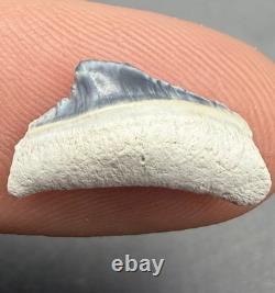 Rare Baby Megalodon Shark Tooth 0.6 Bone Valley Florida