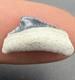 Rare Baby Megalodon Shark Tooth 0.6 Bone Valley Florida