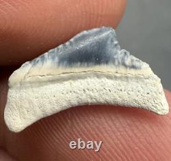 Rare Baby Megalodon Shark Tooth 0.6 Bone Valley Florida