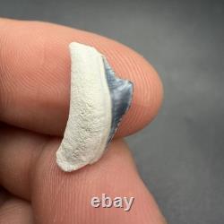 Rare Baby Megalodon Shark Tooth 0.6 Bone Valley Florida