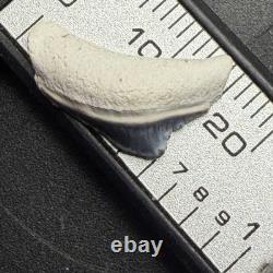 Rare Baby Megalodon Shark Tooth 0.6 Bone Valley Florida