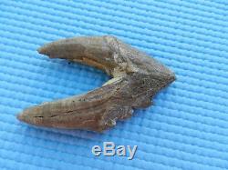 Rare Basilosaurus Pre Molar tooth Megalodon Shark Tooth Zeuglodon