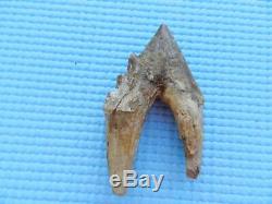 Rare Basilosaurus Pre Molar tooth Megalodon Shark Tooth Zeuglodon