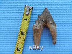 Rare Basilosaurus Pre Molar tooth Megalodon Shark Tooth Zeuglodon