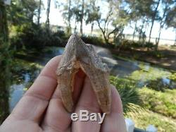 Rare Basilosaurus Pre Molar tooth Megalodon Shark Tooth Zeuglodon