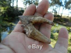 Rare Basilosaurus Pre Molar tooth Megalodon Shark Tooth Zeuglodon