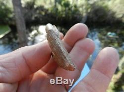 Rare Basilosaurus Pre Molar tooth Megalodon Shark Tooth Zeuglodon