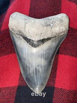 Rare Bone Valley Formation Megalodon Shark Tooth