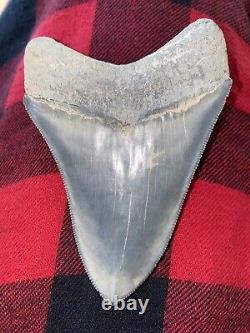 Rare Bone Valley Formation Megalodon Shark Tooth