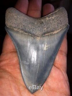 Rare Bone Valley Formation Megalodon Shark Tooth