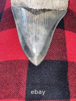 Rare Bone Valley Formation Megalodon Shark Tooth