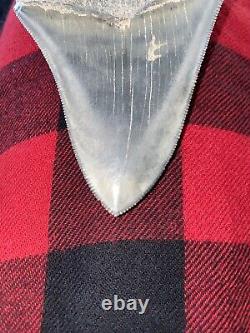 Rare Bone Valley Formation Megalodon Shark Tooth