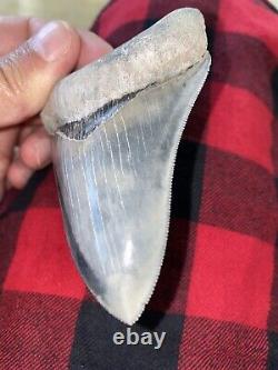 Rare Bone Valley Formation Megalodon Shark Tooth
