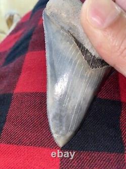 Rare Bone Valley Formation Megalodon Shark Tooth