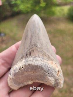 Rare Caribbean Megalodon Shark Tooth Fossil