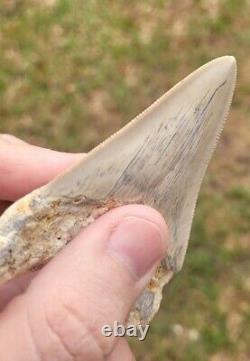 Rare Caribbean Megalodon Shark Tooth Fossil