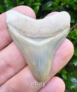 Rare Color Bone Valley Megalodon Shark Tooth Fossil