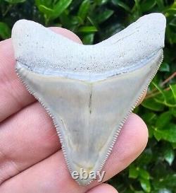 Rare Color Bone Valley Megalodon Shark Tooth Fossil