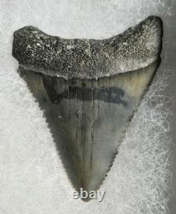 Rare Color Top Quality Large Great White Shark Tooth Real Fossil Not Megalodon