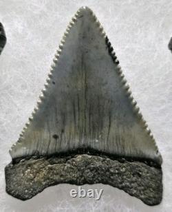 Rare Color Top Quality Large Great White Shark Tooth Real Fossil Not Megalodon
