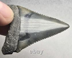 Rare Color Top Quality Large Great White Shark Tooth Real Fossil Not Megalodon