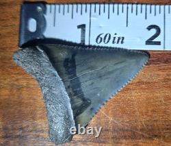 Rare Color Top Quality Large Great White Shark Tooth Real Fossil Not Megalodon