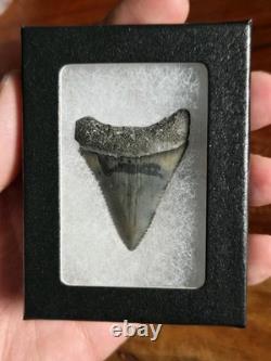 Rare Color Top Quality Large Great White Shark Tooth Real Fossil Not Megalodon