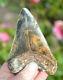 Rare Colour, Stunning 5.3 Black And Brown Megalodon Shark Tooth, Beautiful