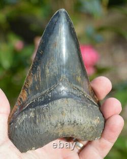 Rare Colour, Stunning 5.3 Black And Brown Megalodon Shark Tooth, Beautiful