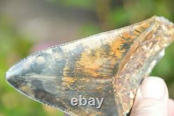 Rare Colour, Stunning 5.3 Black And Brown Megalodon Shark Tooth, Beautiful