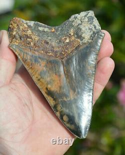 Rare Colour, Stunning 5.3 Black And Brown Megalodon Shark Tooth, Beautiful