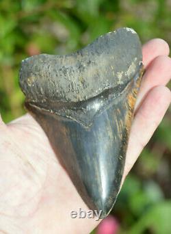 Rare Colour, Stunning 5.3 Black And Brown Megalodon Shark Tooth, Beautiful