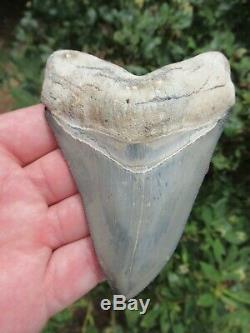 Rare Golden Beach Bone Valley Megalodon Tooth Serrated 100% Natural